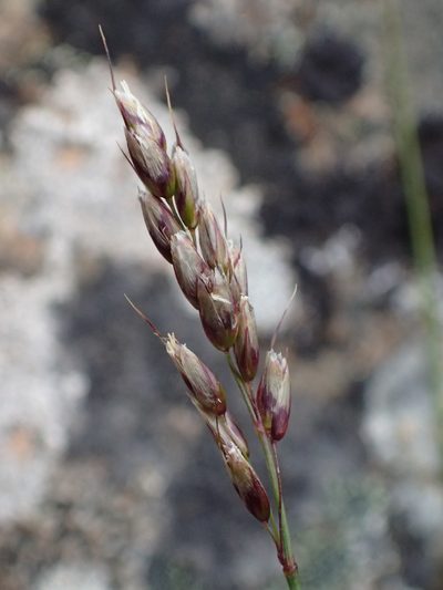 Anthoxanthum monticola, photographed by Matt Bowser