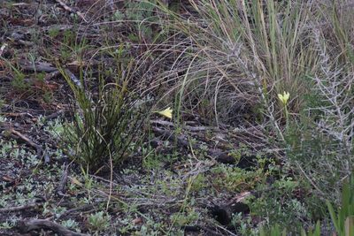 Moraea collina, photographed by Tony Rebelo