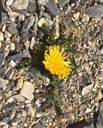 Crepis terglouensis, photographed by Karsten Rohweder