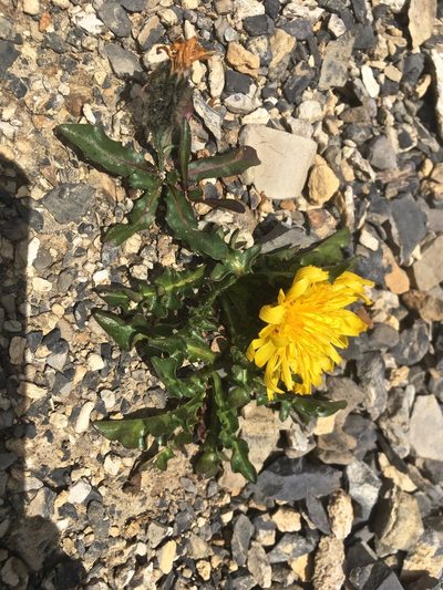 Crepis terglouensis, photographed by Karsten Rohweder