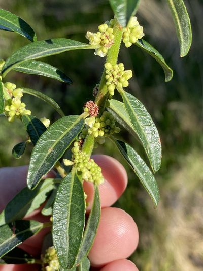 Clutia affinis, photographed by Dave U