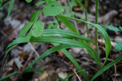Hordelymus europaeus, photographed by Patrick Hacker