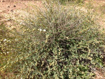 Sphaeralcea fulva, photographed by Adam J. Searcy