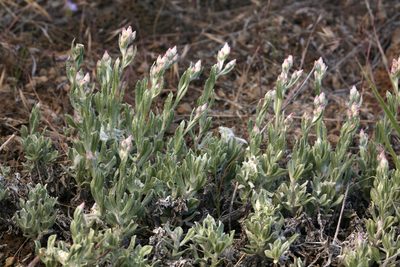 Antennaria geyeri, photographed by Steve Matson