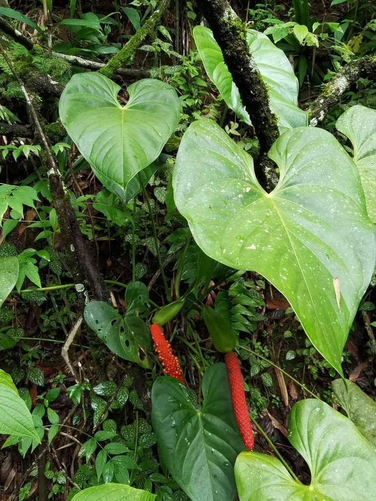 Anthurium hoffmannii, photographed by Eduardo Chacón Madrigal