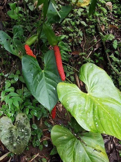 Anthurium hoffmannii, photographed by Eduardo Chacón Madrigal