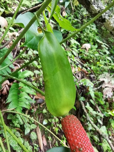 Anthurium hoffmannii, photographed by Eduardo Chacón Madrigal