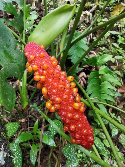 Anthurium hoffmannii, photographed by Eduardo Chacón Madrigal
