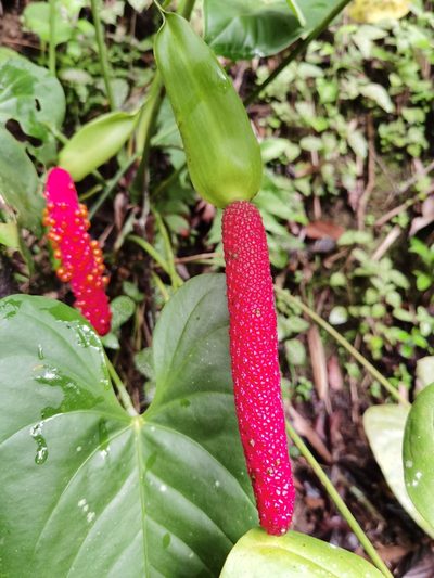Anthurium hoffmannii, photographed by Eduardo Chacón Madrigal