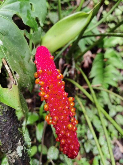 Anthurium hoffmannii, photographed by Eduardo Chacón Madrigal