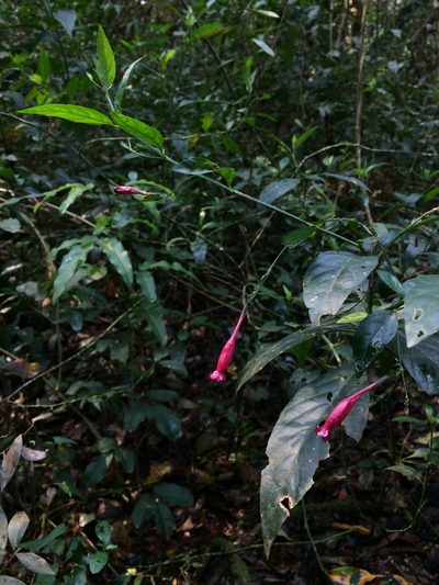 Ruellia angustiflora, photographed by B. Phalan