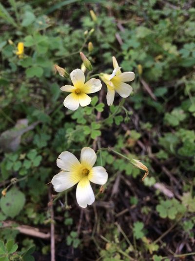 Oxalis niederleinii, photographed by B. Phalan