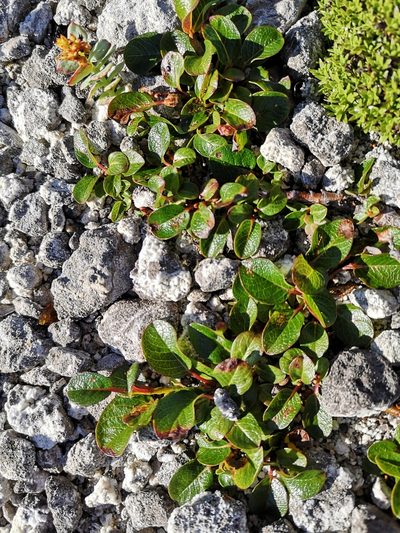 Salix jejuna, photographed by Todd Boland