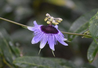 Passiflora amethystina, photographed by B. Phalan