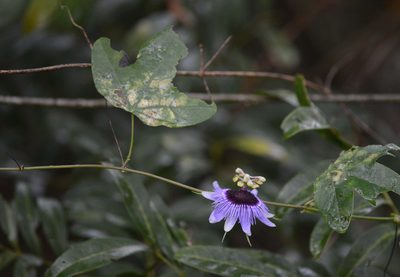 Passiflora amethystina, photographed by B. Phalan