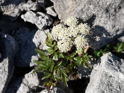 Conioselinum chinense, photographed by Todd Boland