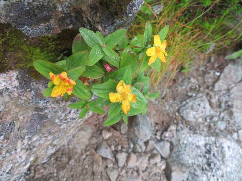Hypericum kamtschaticum, photographed by Marco Mussita