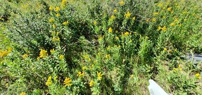 Solidago missouriensis, photographed by Sarah Vermaak