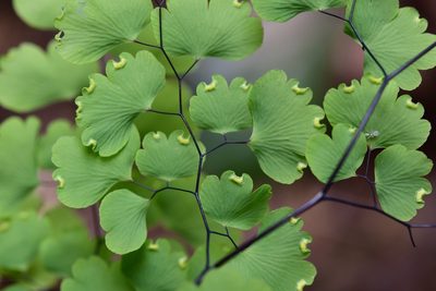 Adiantum poiretii, photographed by Neptalí Ramírez Marcial