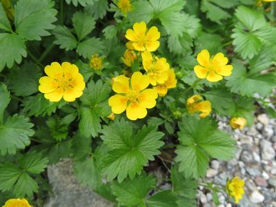 Potentilla matsumurae, photographed by Marco Mussita