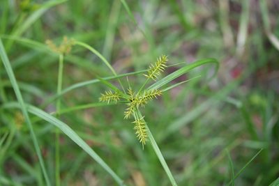 Cyperus hermaphroditus, photographed by Neptalí Ramírez Marcial