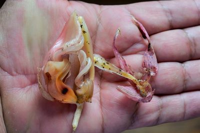Stanhopea oculata, photographed by Neptalí Ramírez Marcial