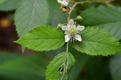 Rubus coriifolius, photographed by Neptalí Ramírez Marcial