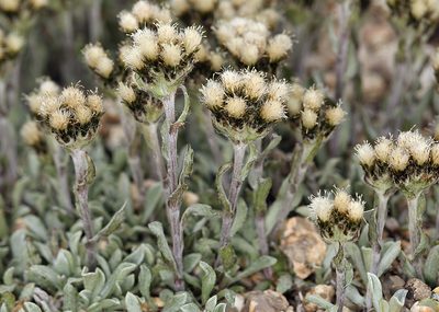 Antennaria pulchella, photographed by Steve Matson