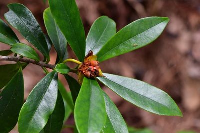 Ternstroemia lineata, photographed by Neptalí Ramírez Marcial