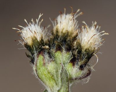 Antennaria pulchella, photographed by Steve Matson