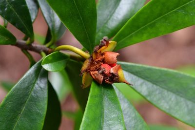 Ternstroemia lineata, photographed by Neptalí Ramírez Marcial