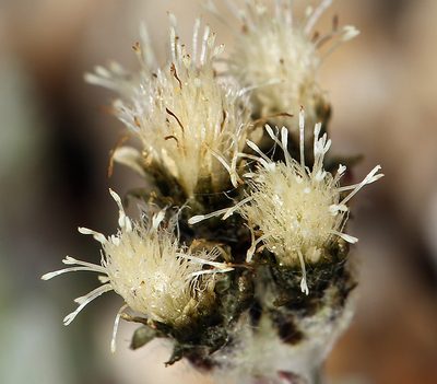 Antennaria pulchella, photographed by Steve Matson