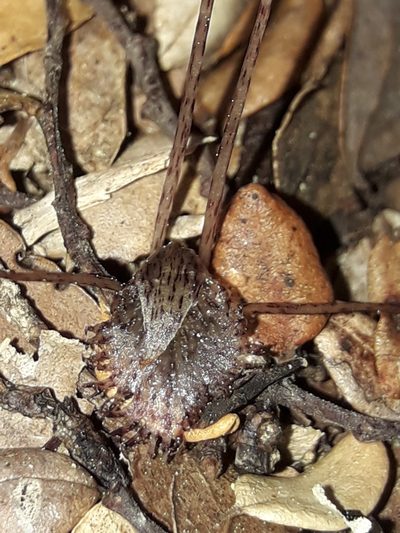 Corybas cryptanthus, photographed by naturewatchwidow