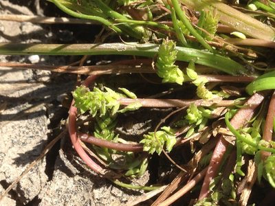 Triglochin scilloides, photographed by Adam J. Searcy