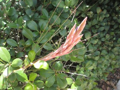 Tillandsia simulata, photographed by geosesarma