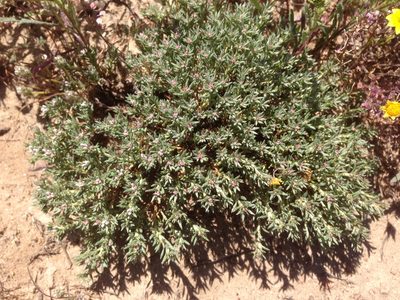 Eriogonum fastigiatum, photographed by Adam J. Searcy