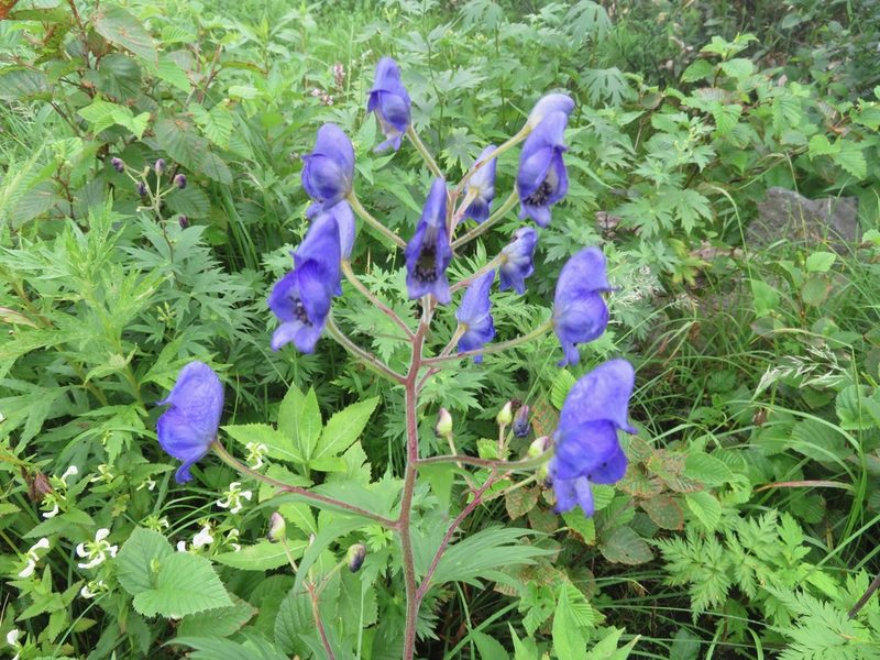 Aconitum senanense, photographed by Marco Mussita