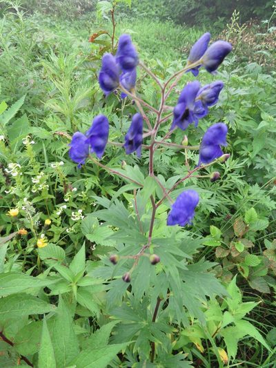 Aconitum senanense, photographed by Marco Mussita