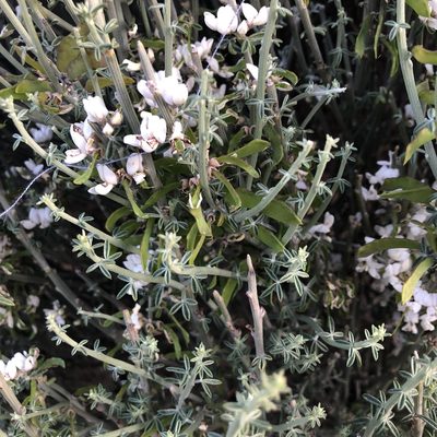Cytisus supranubius, photographed by laiet17