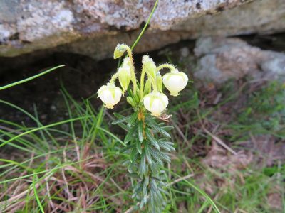 Phyllodoce aleutica, photographed by Marco Mussita