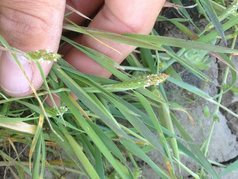 Alopecurus saccatus, photographed by Adam J. Searcy