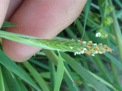 Alopecurus saccatus, photographed by Adam J. Searcy