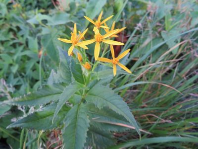 Senecio nemorensis, photographed by Marco Mussita