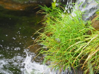 Pogonatherum crinitum, photographed by 葉子