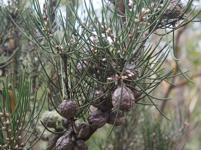 Hakea lissosperma, photographed by Jesse de Vries