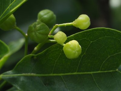 Acronychia pedunculata, photographed by 葉子