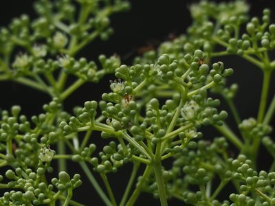 Zanthoxylum avicennae, photographed by 葉子