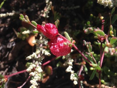 Harfordia macroptera, photographed by Adam J. Searcy