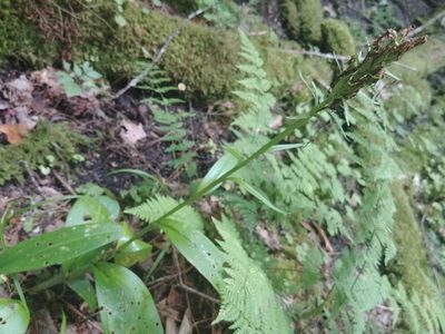 Platanthera grandiflora, photographed by Laura J. Costello