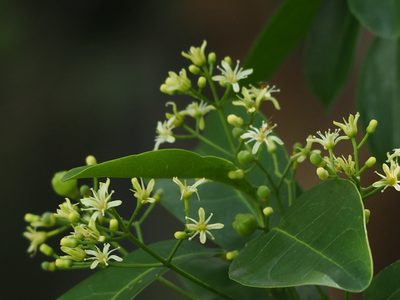 Acronychia pedunculata, photographed by 葉子